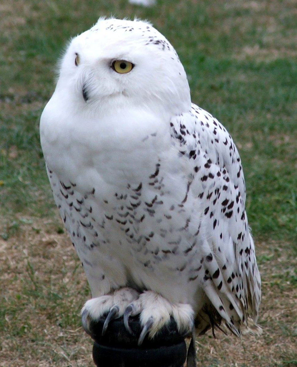 Белый Филин