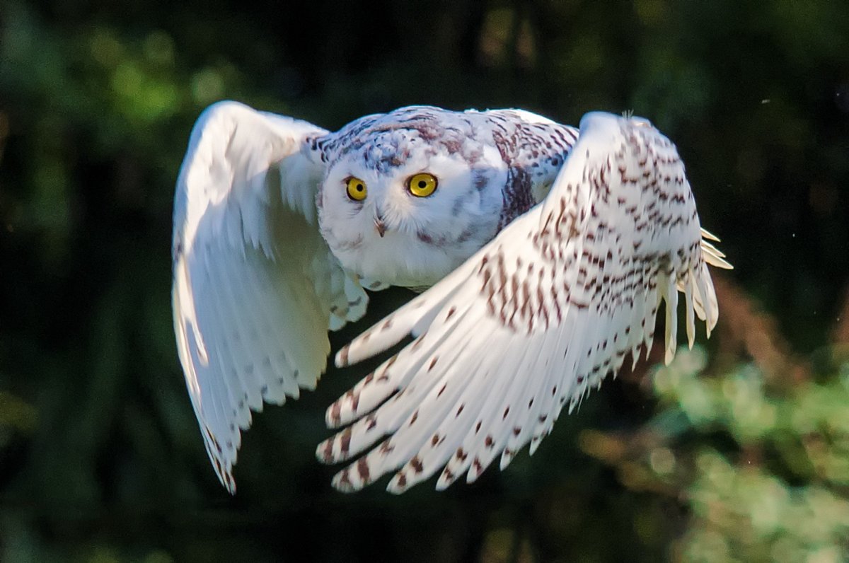 Сова в полете