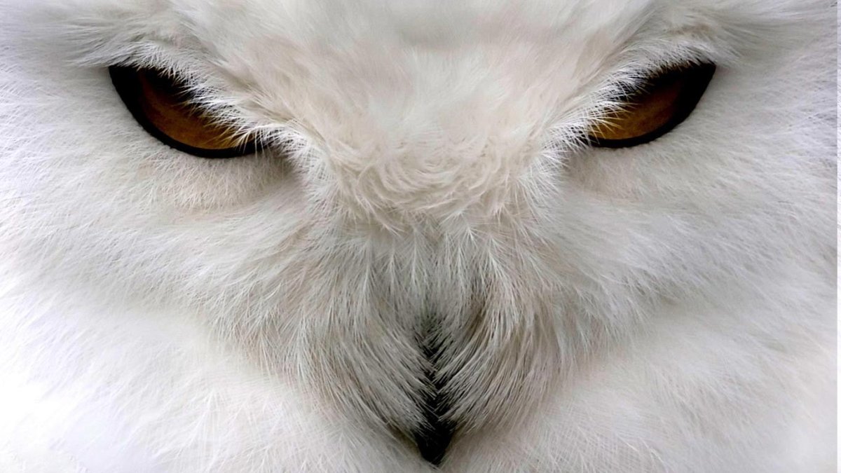 Полярная Сова гетерохромия