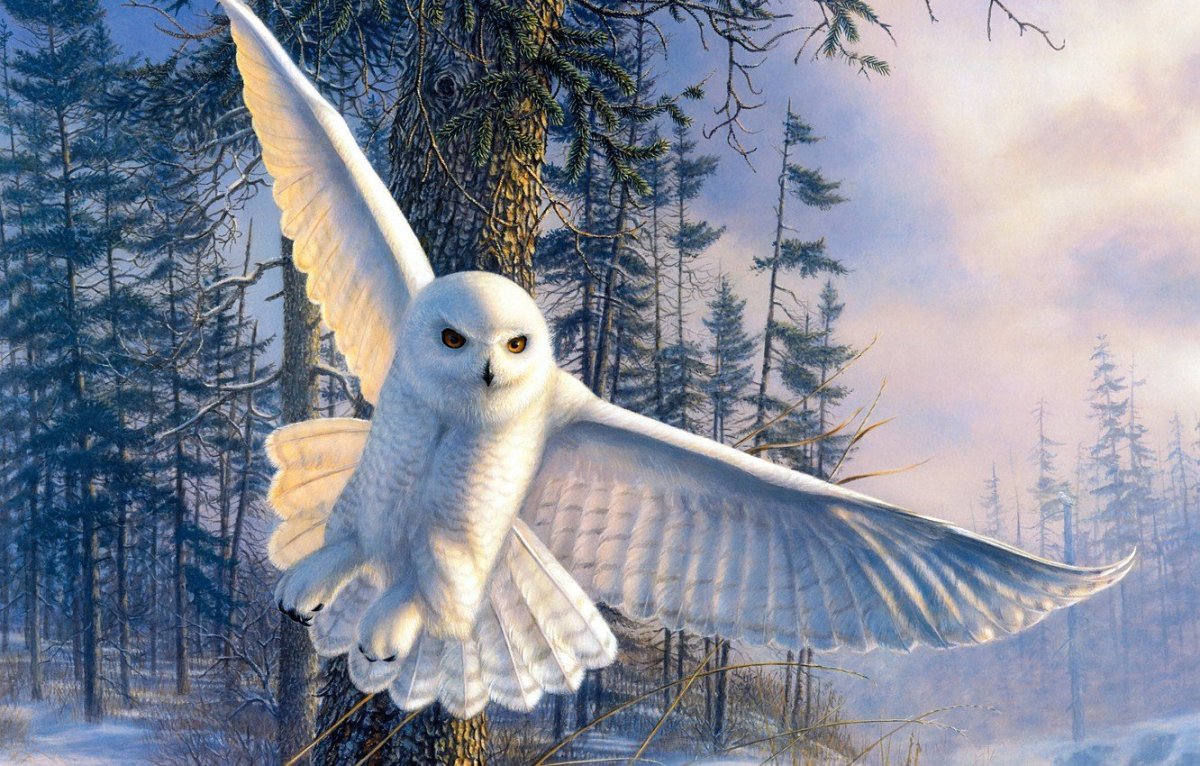 Совы Полярные
