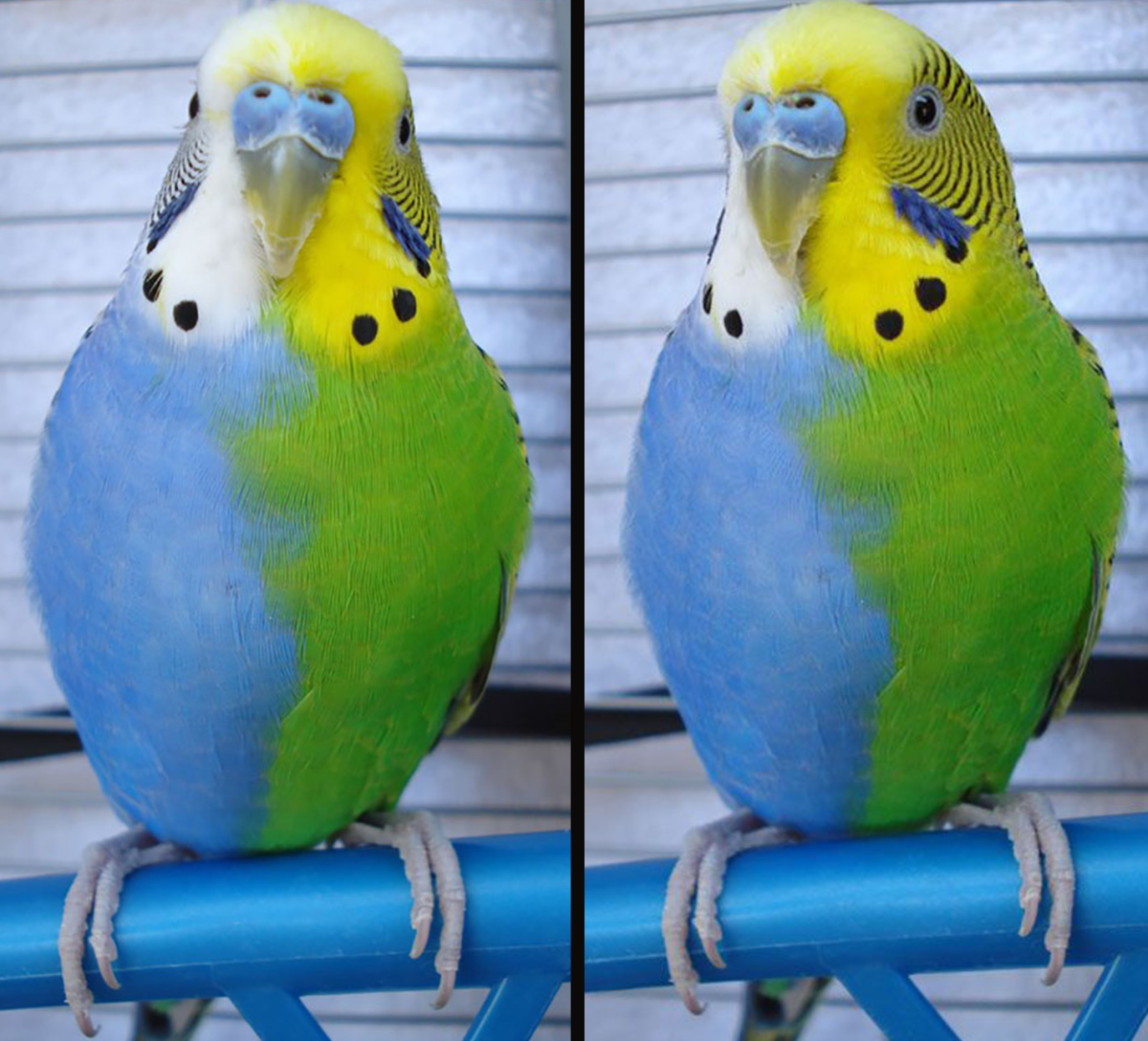 Попугаи голубой и зеленый