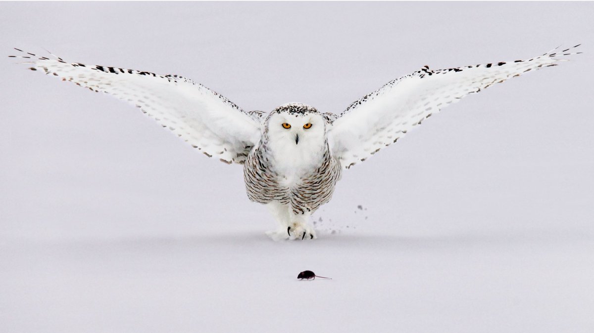 Белый филин по славянскому