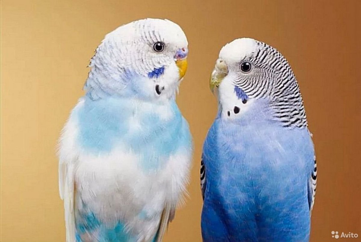 Попугай волнистый голубой