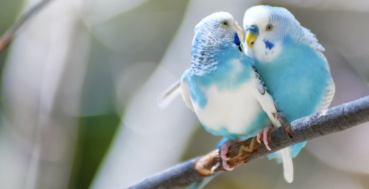 Волнистые попугайчики неразлучники