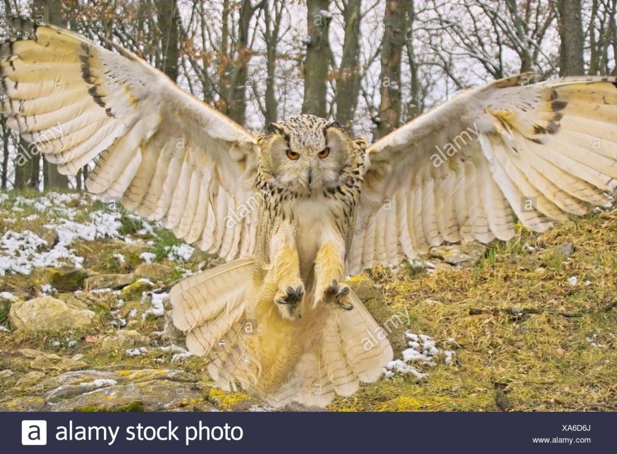 Сова с крыльями панорама