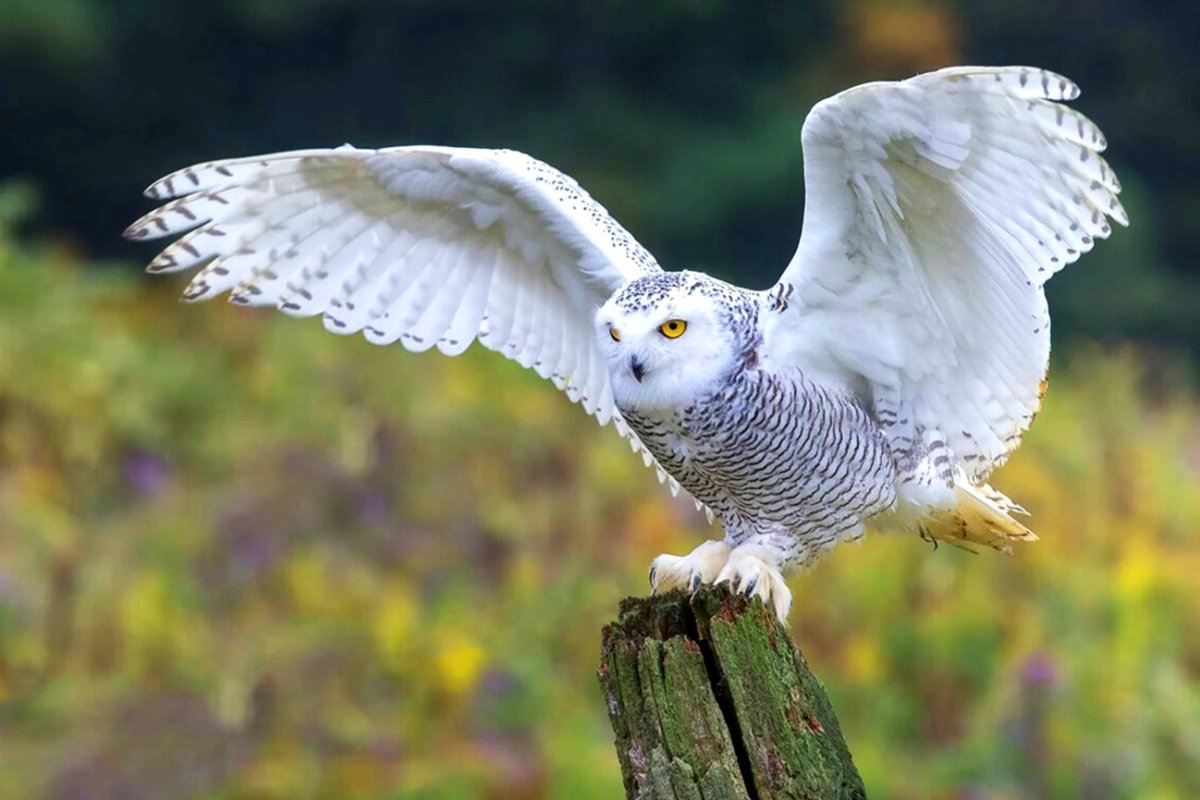 Полярная Сова птица