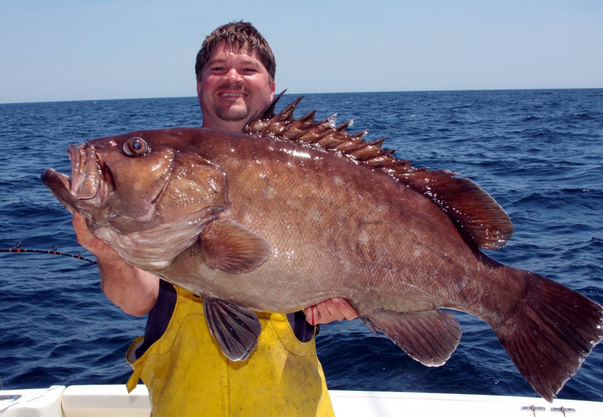 Северный морской окунь