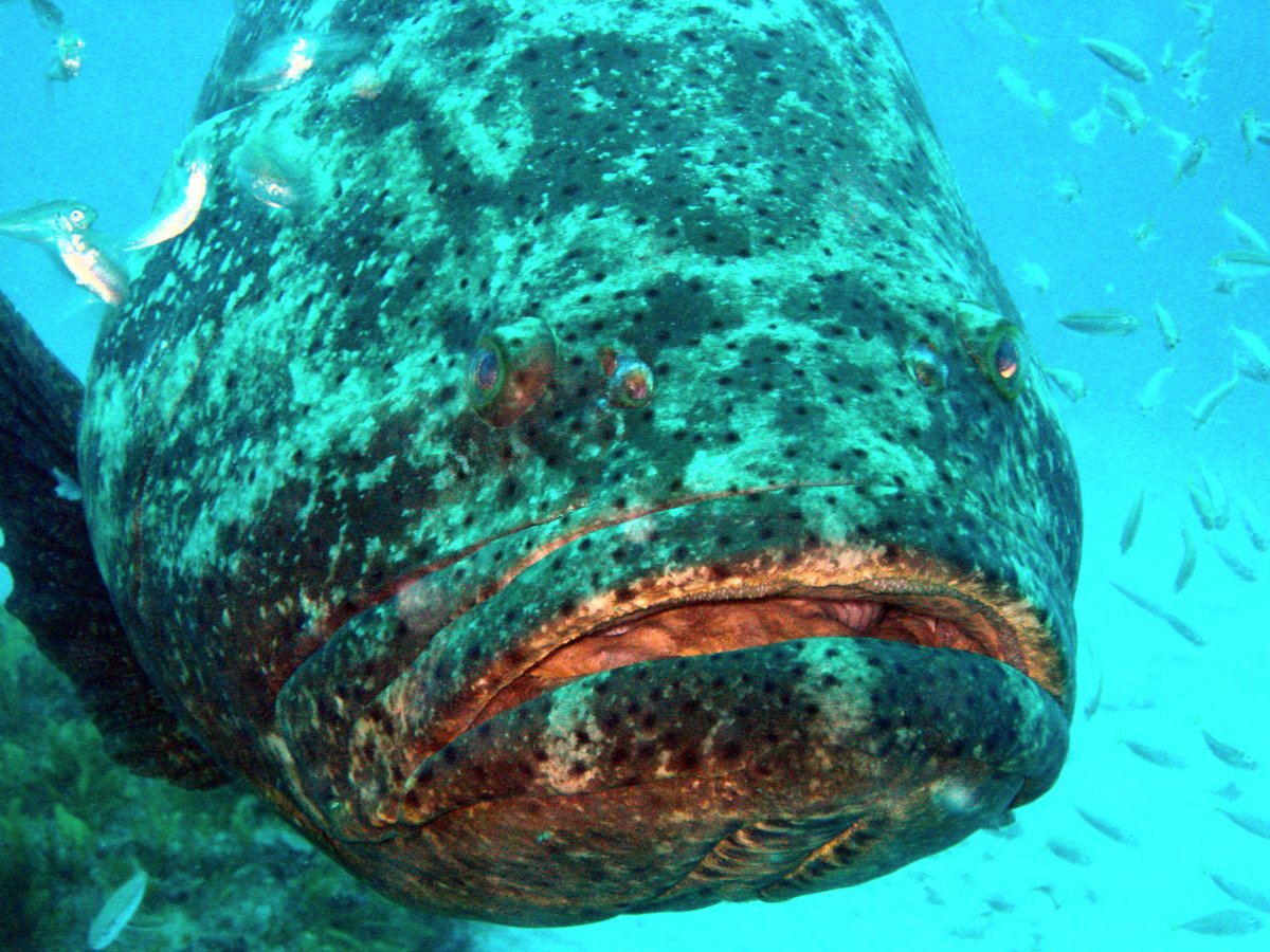 Групер Голиаф рыба