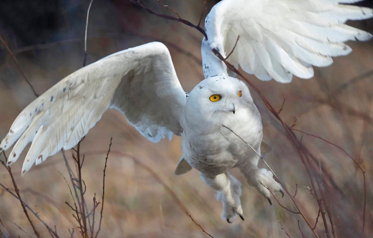 Полярная Сова взмах крыльев