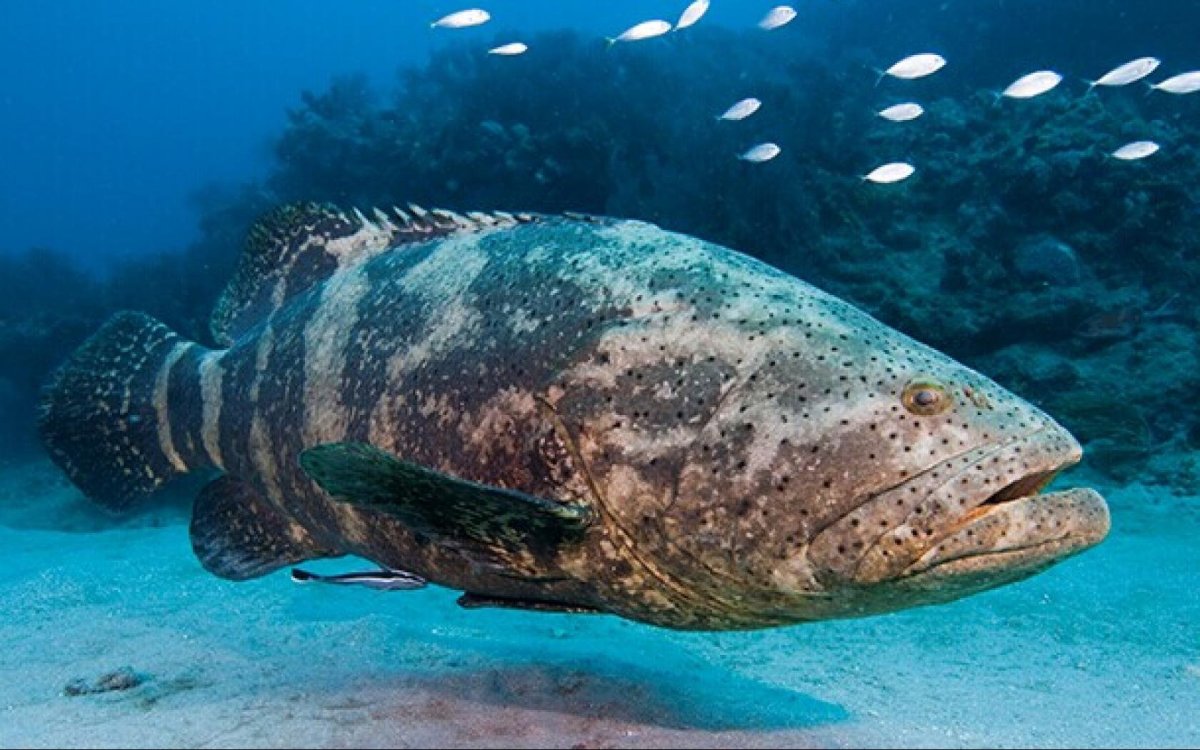 Монстр Goliath Grouper