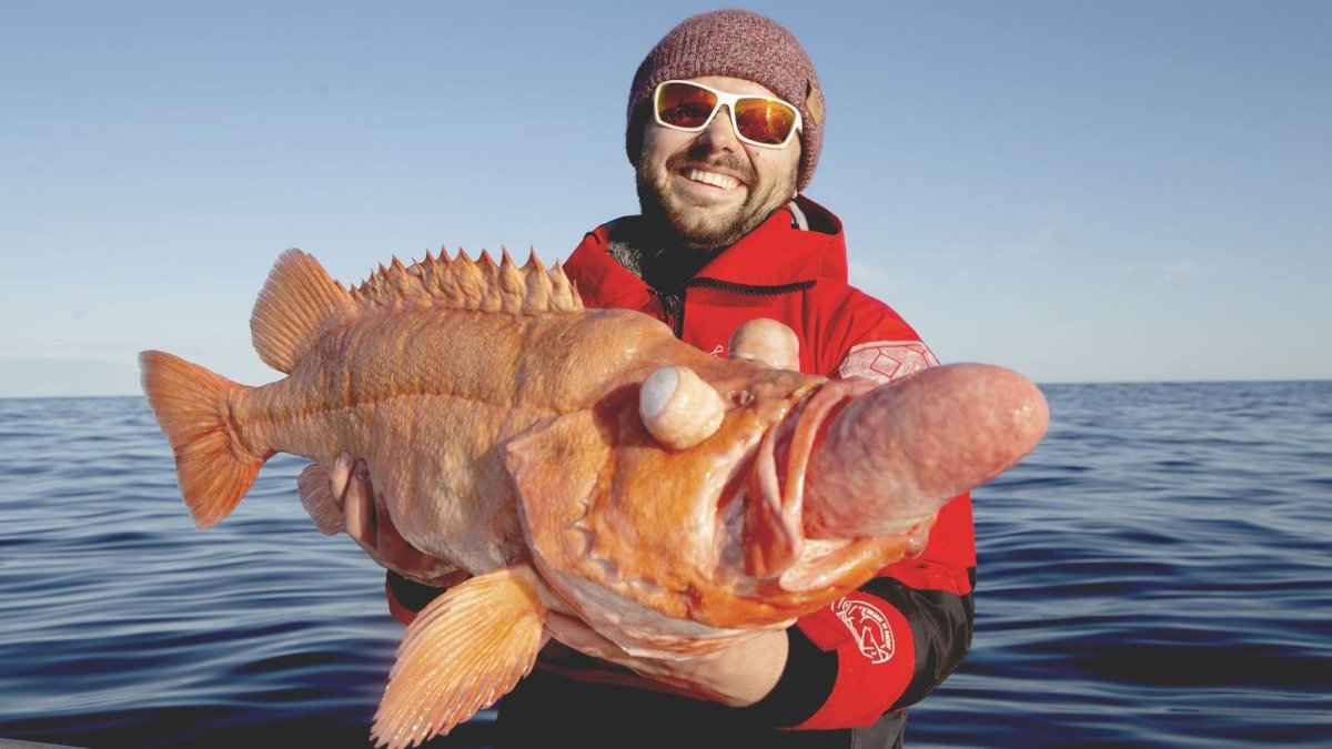 Окунь Групер самый большой