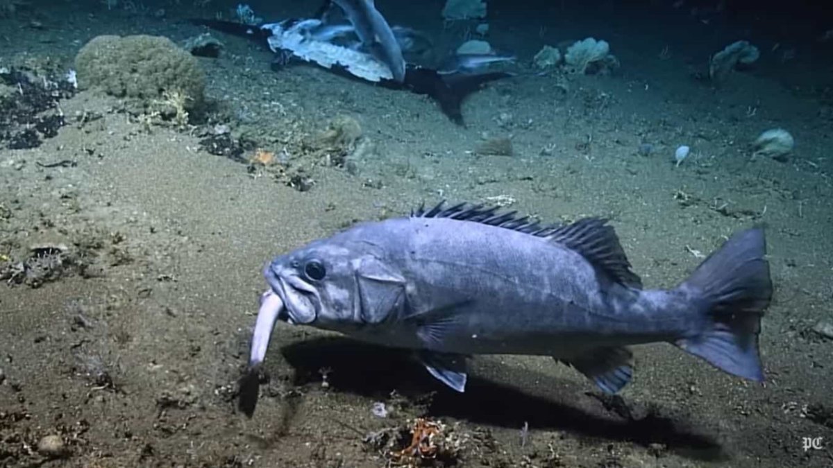 Картофельный Групер