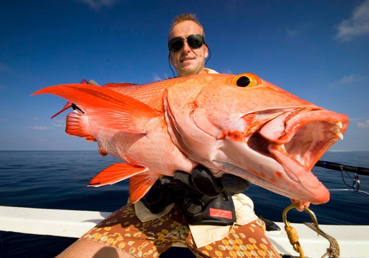 Индоокеанский малоглазый Групер