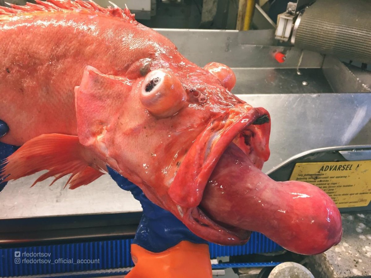 Гигантский морской окунь