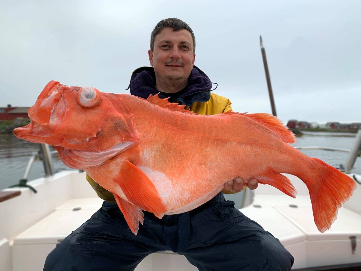 Групер рекорд