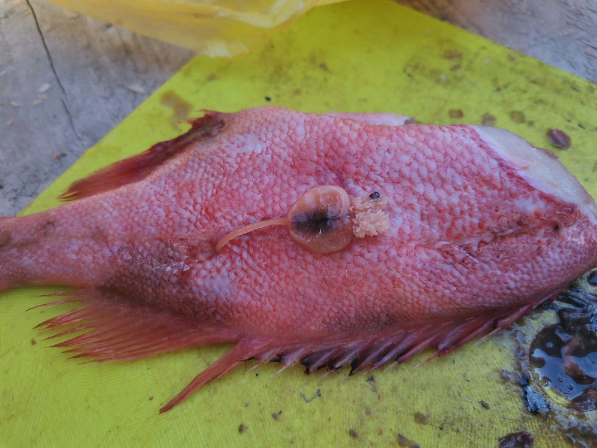 Морской окунь Групер