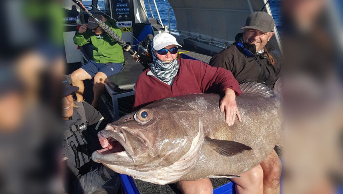 Морской окунь Групер