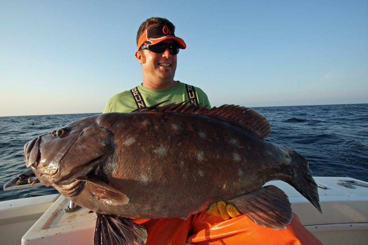 Атлантический гигантский Групер