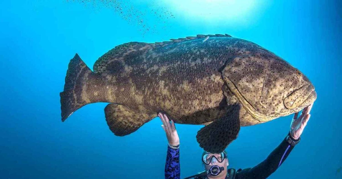 Ницарок рыба