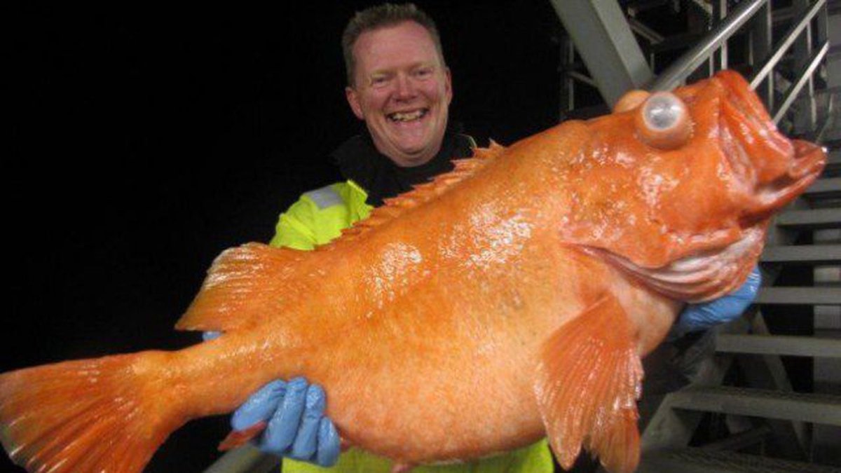 Большая красная рыба