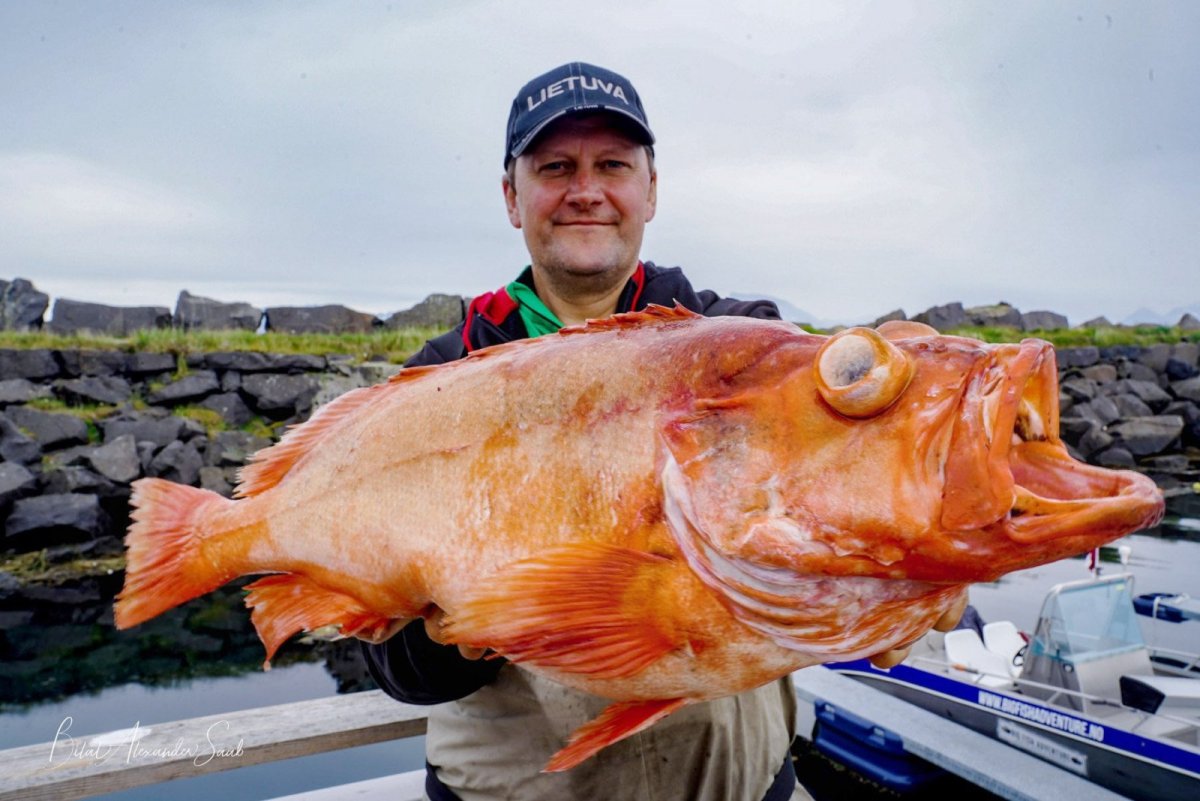 Каменный окунь Групер