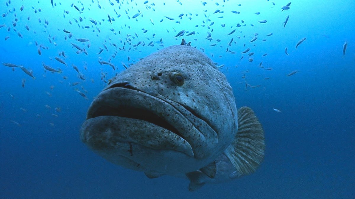 Морской Ерш скорпена