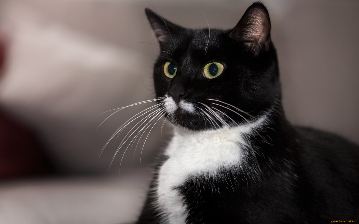 Чёрный сервал меланист