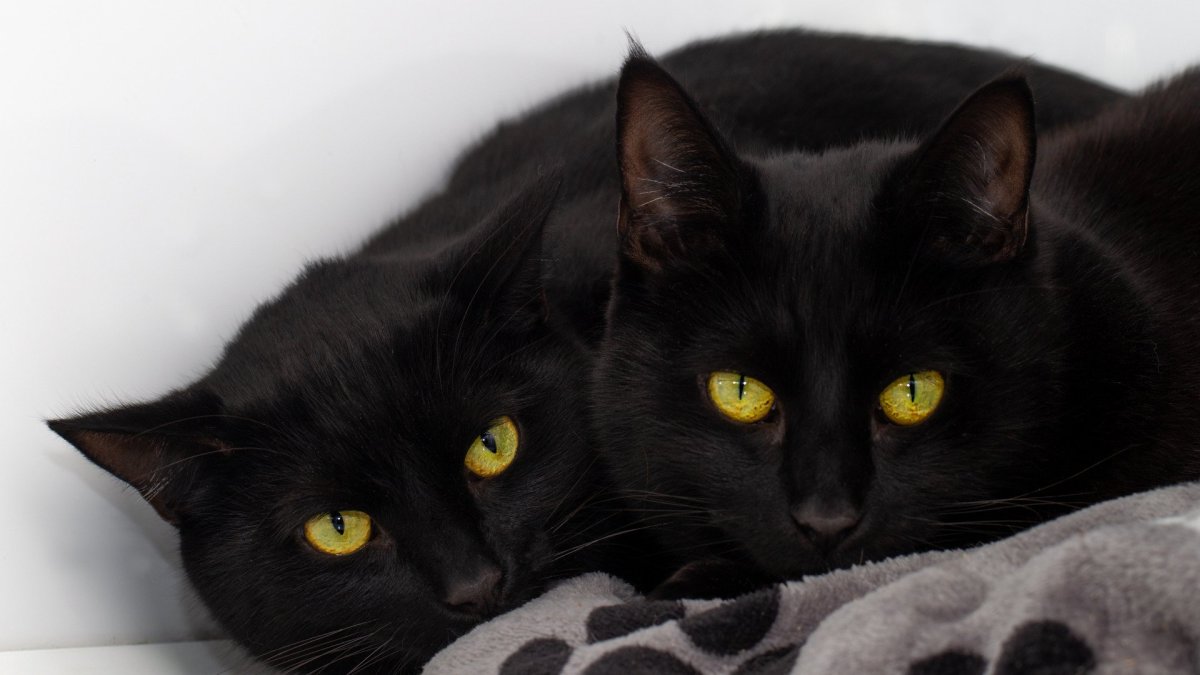 Черная кошка