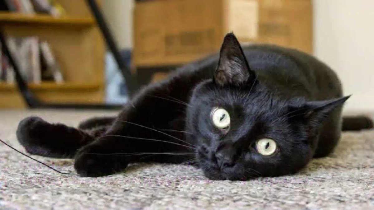 Черный кот гетерохромия