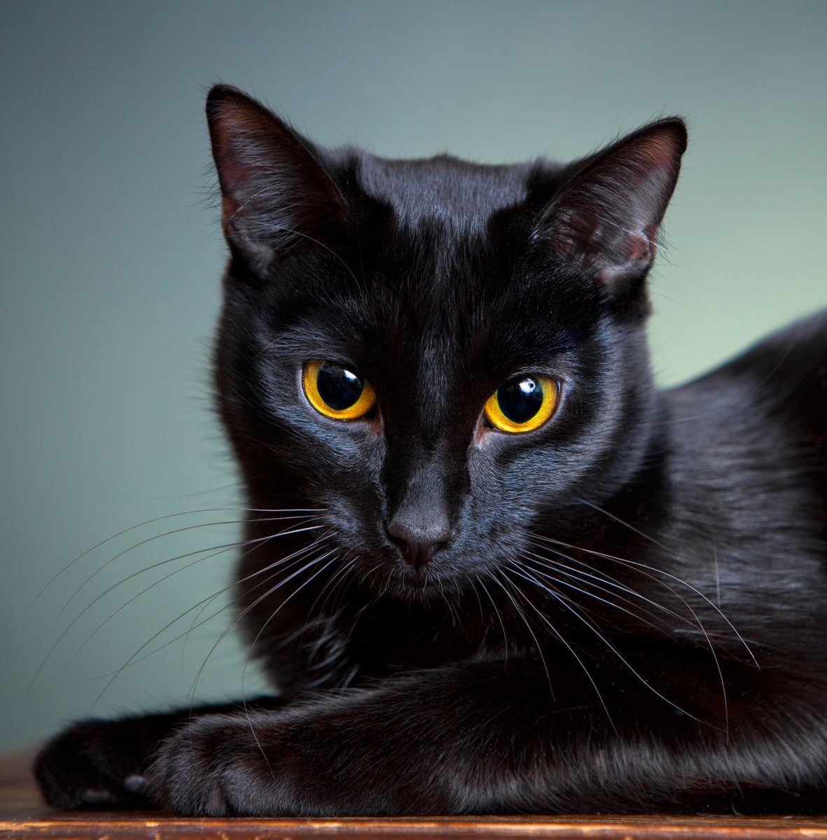 Черный кот фото