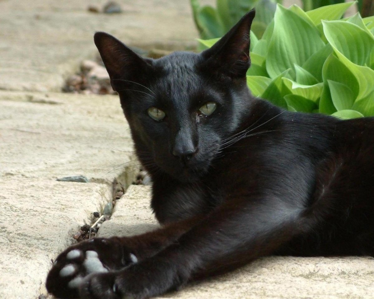 Черепаховая кошка Калико