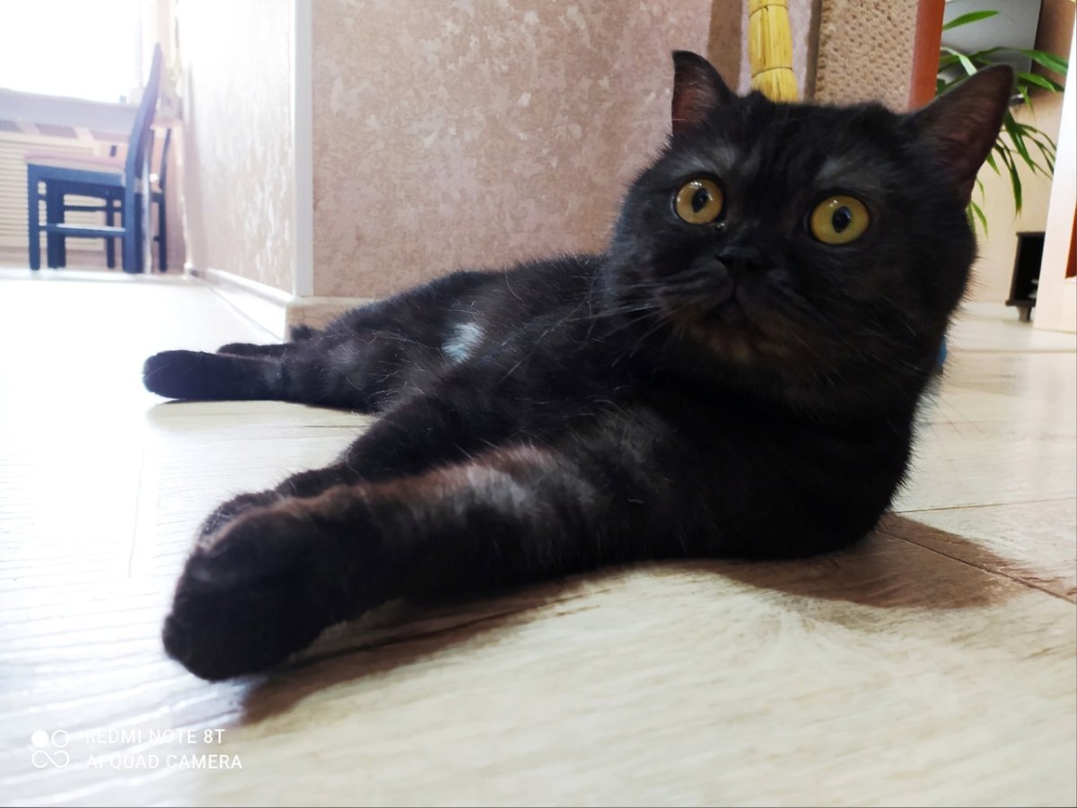 Бомбейская кошка