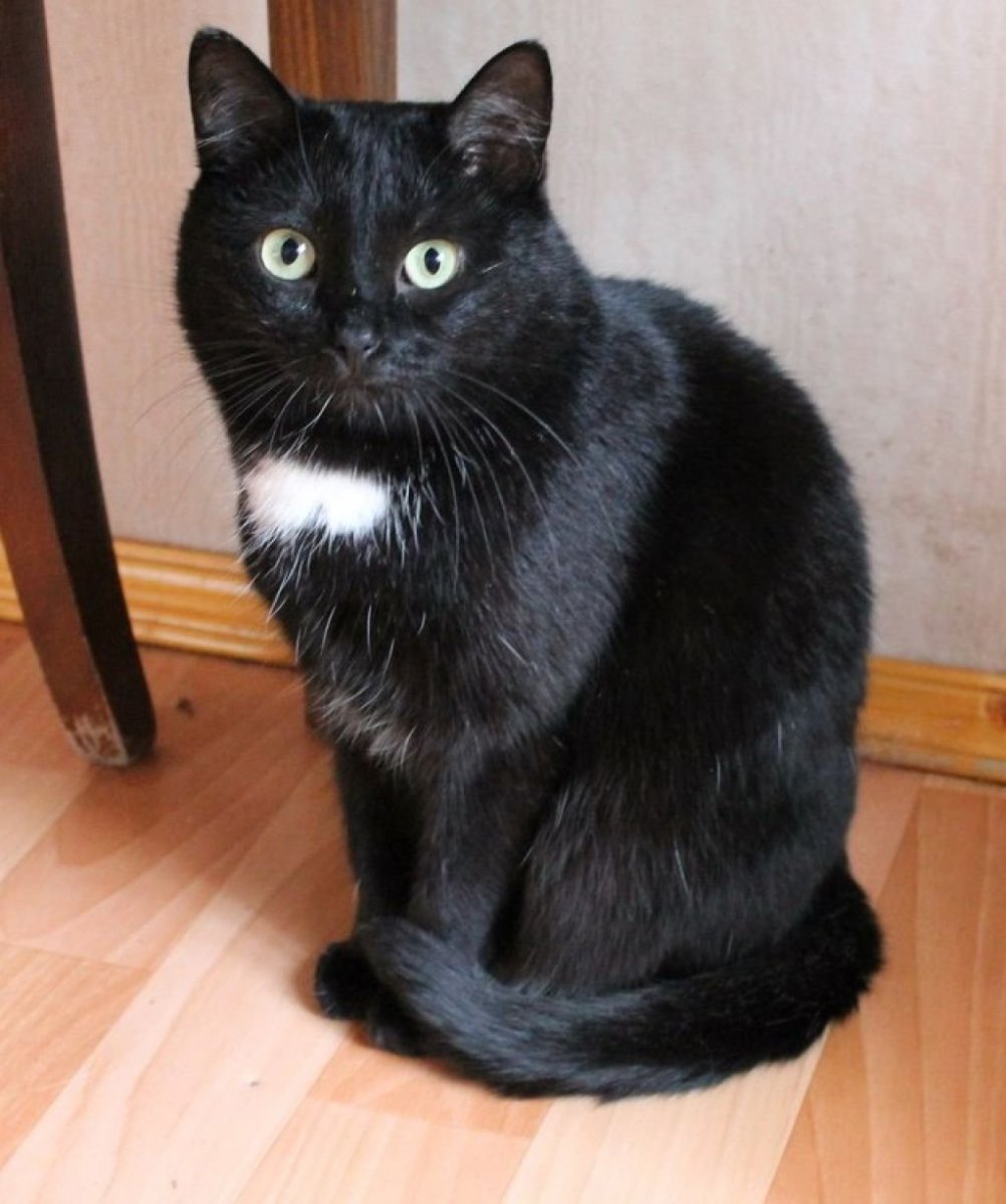 Кот с расширенными зрачками