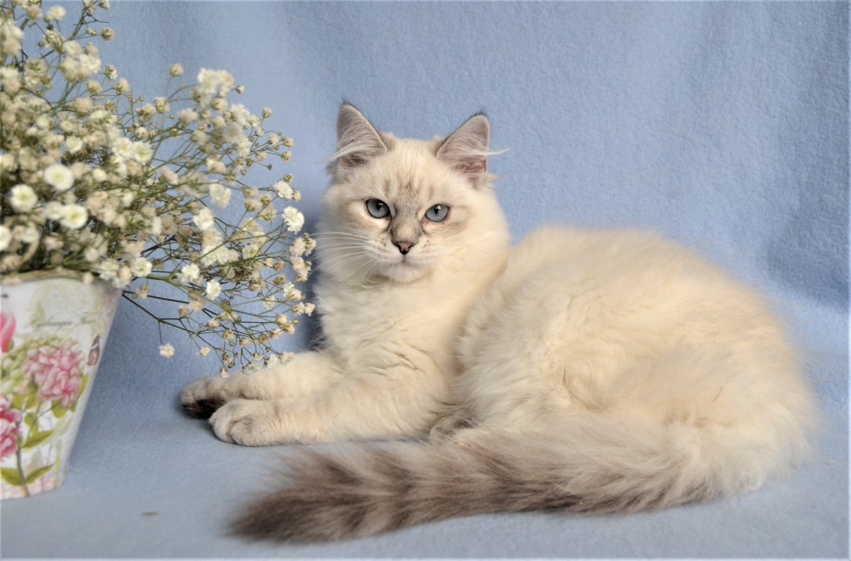 Невская маскарадная короткошерстная