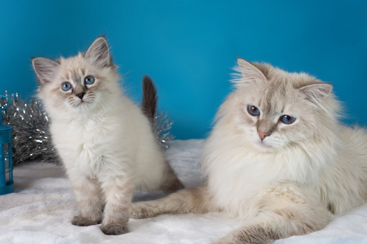 Невская маскарадная кошка колор Пойнт