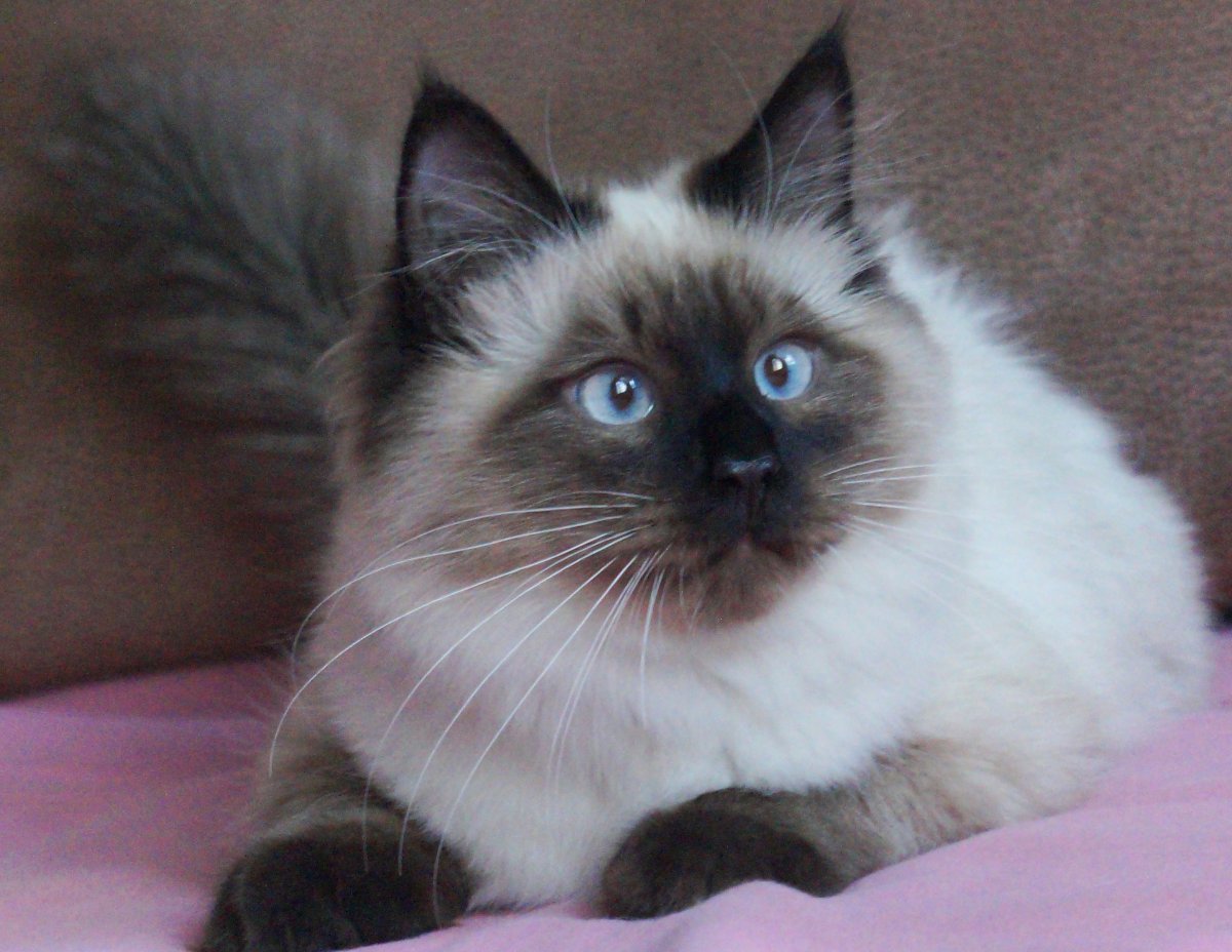 Петербургские коты Елены Романовой