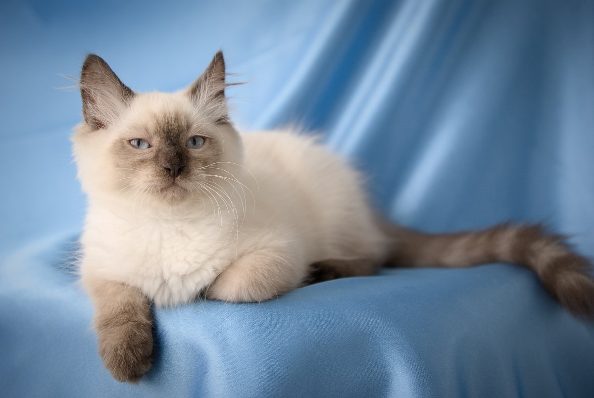 Невская маскарадная кошка