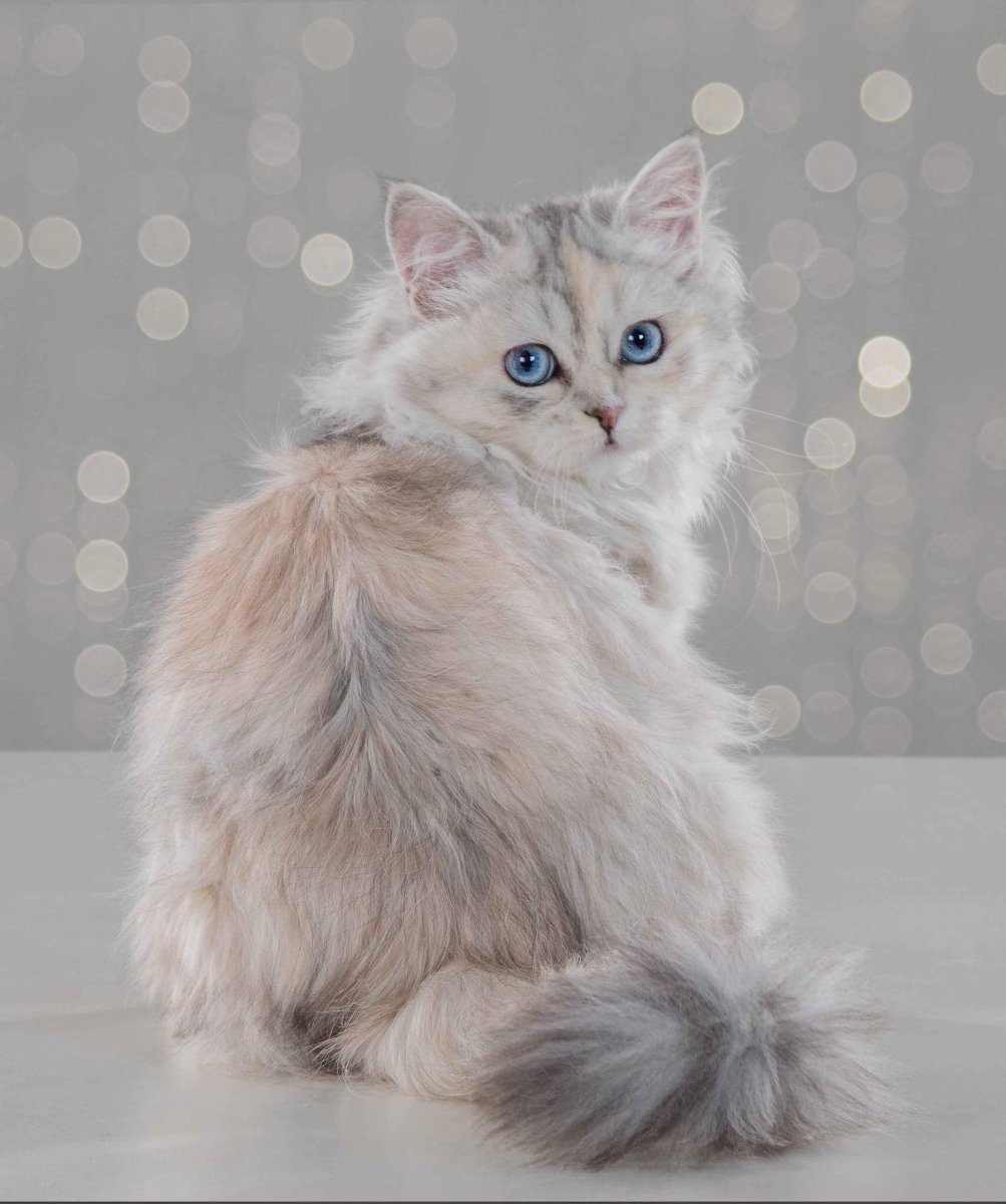 Невский маскарадный коричневый