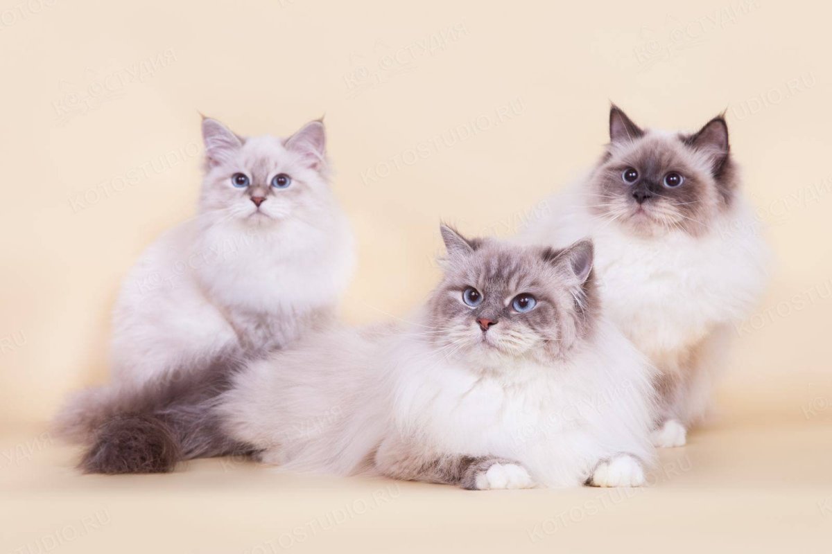 Сиамская маскарадная кошка