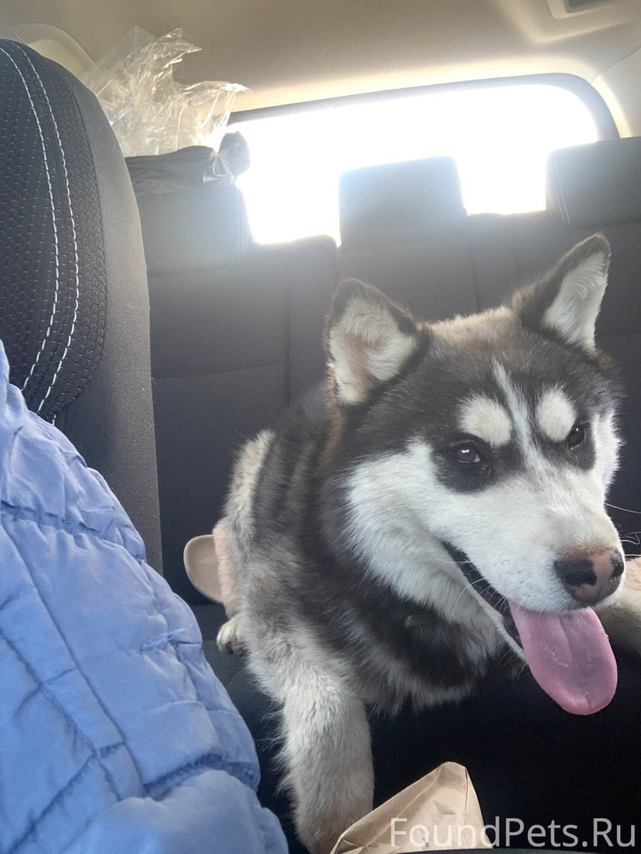 Западно Сибирская лайка