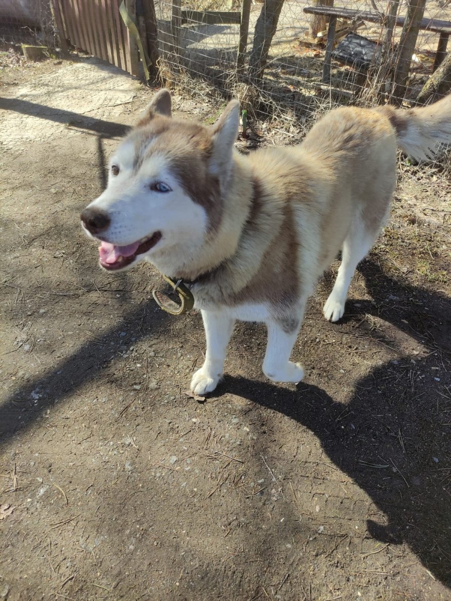 Аляскинский маламут