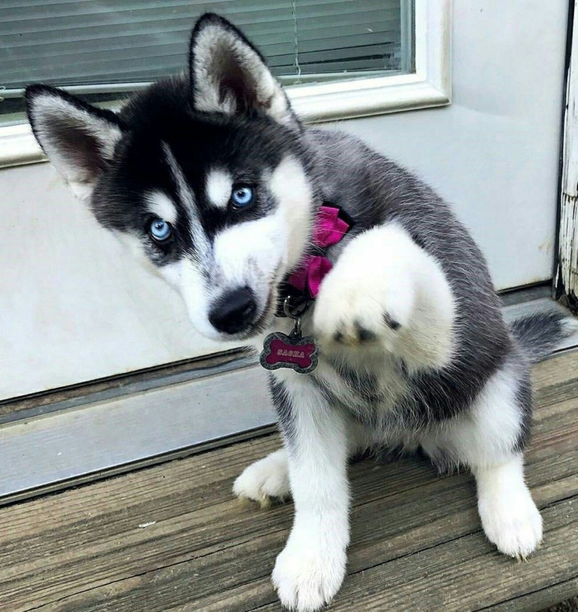 Хаски Эстетика