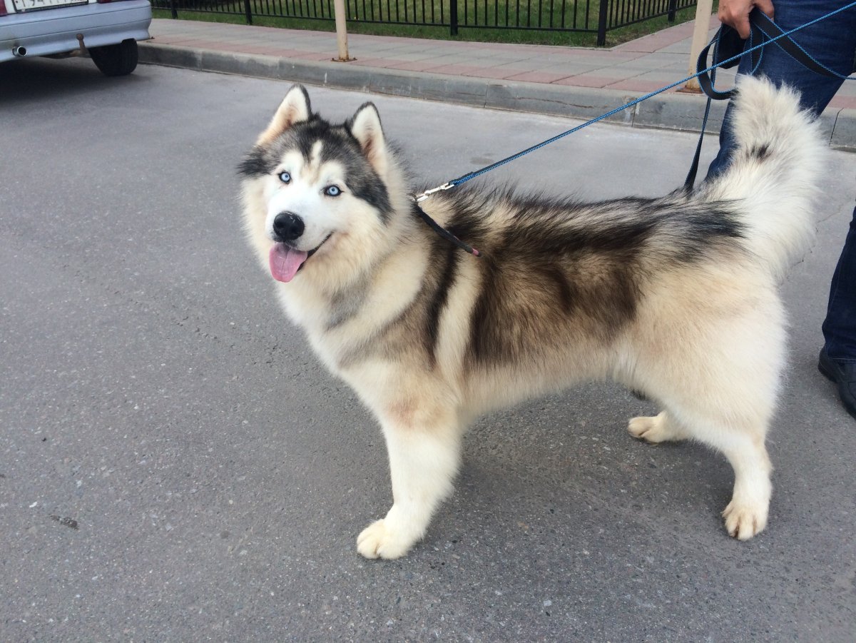 Сибирский хаски смешные