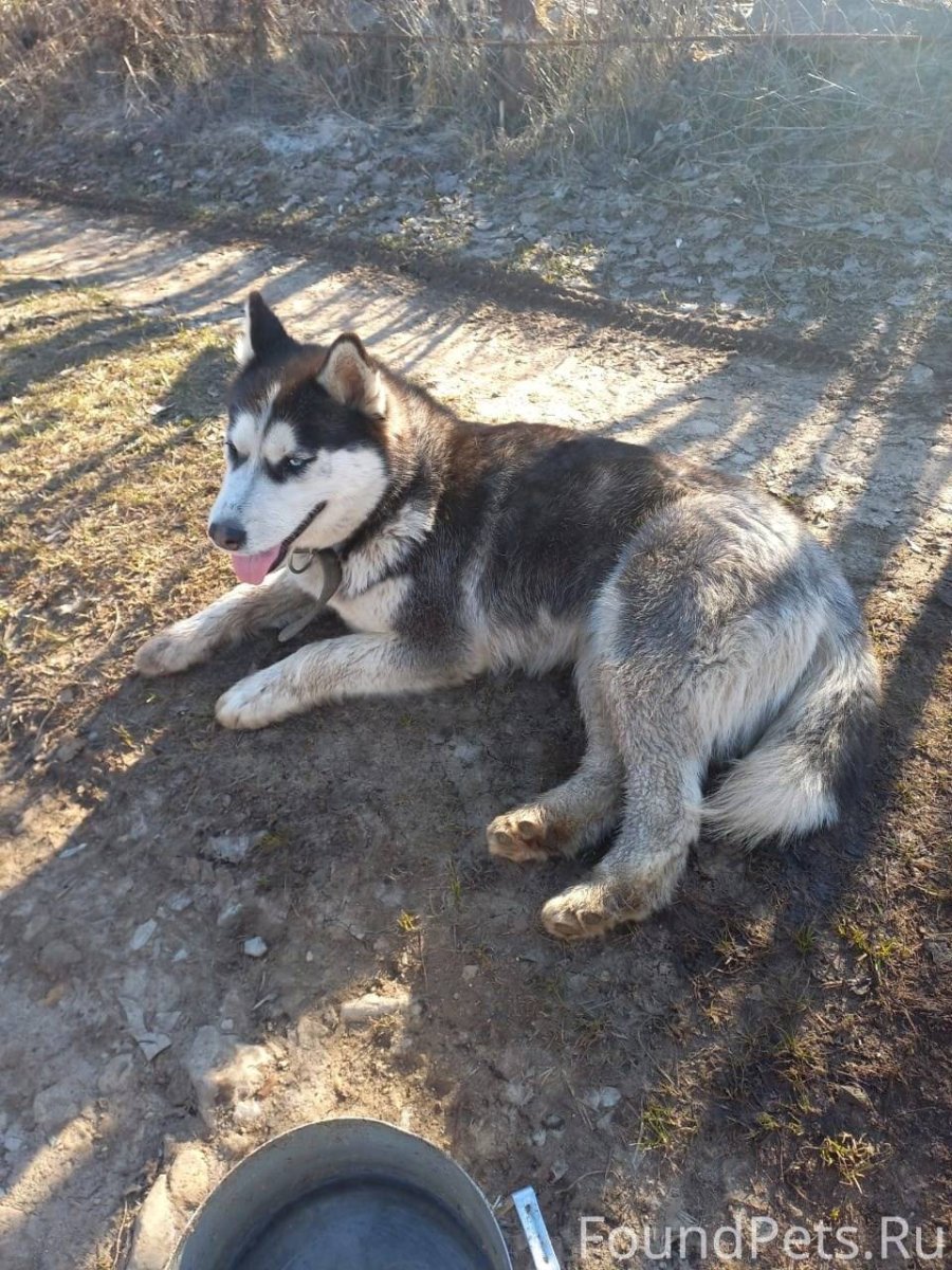 Аляскинский маламут длинношерстный