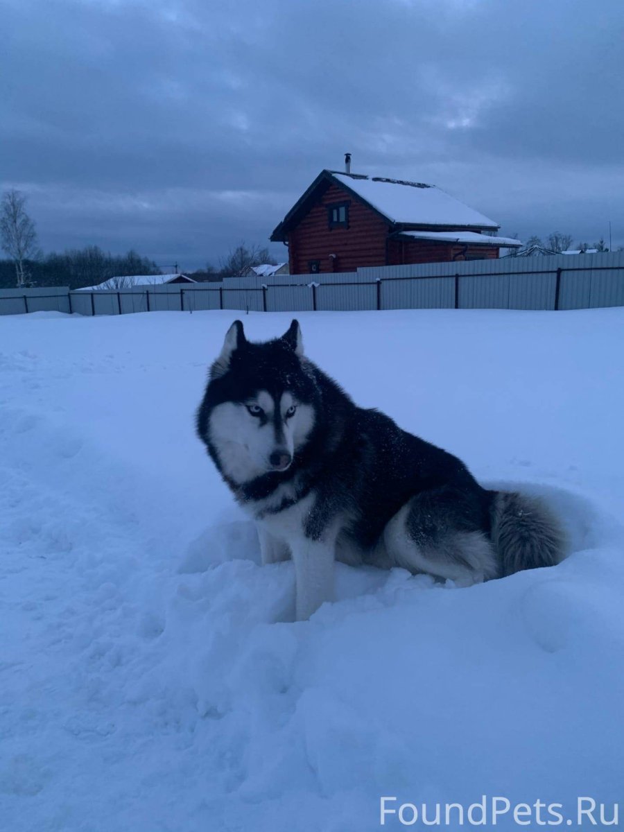 Сибирский хаски породы собак щенки
