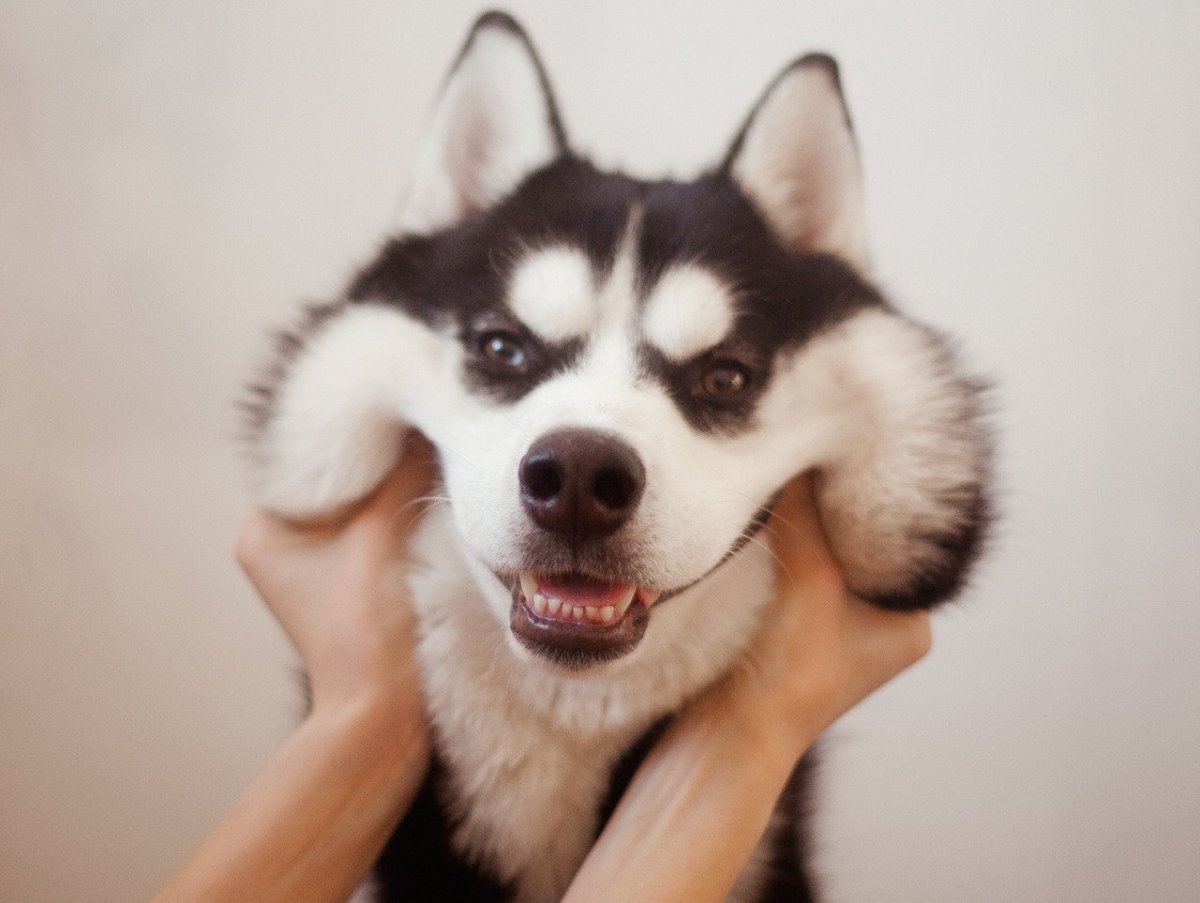 Белолобые хаски