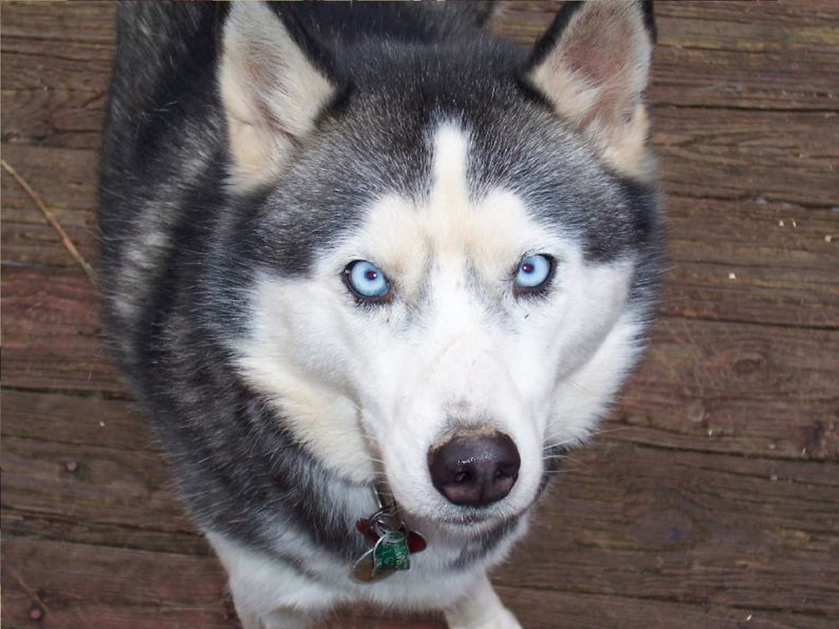 Смешные собаки породы хаски