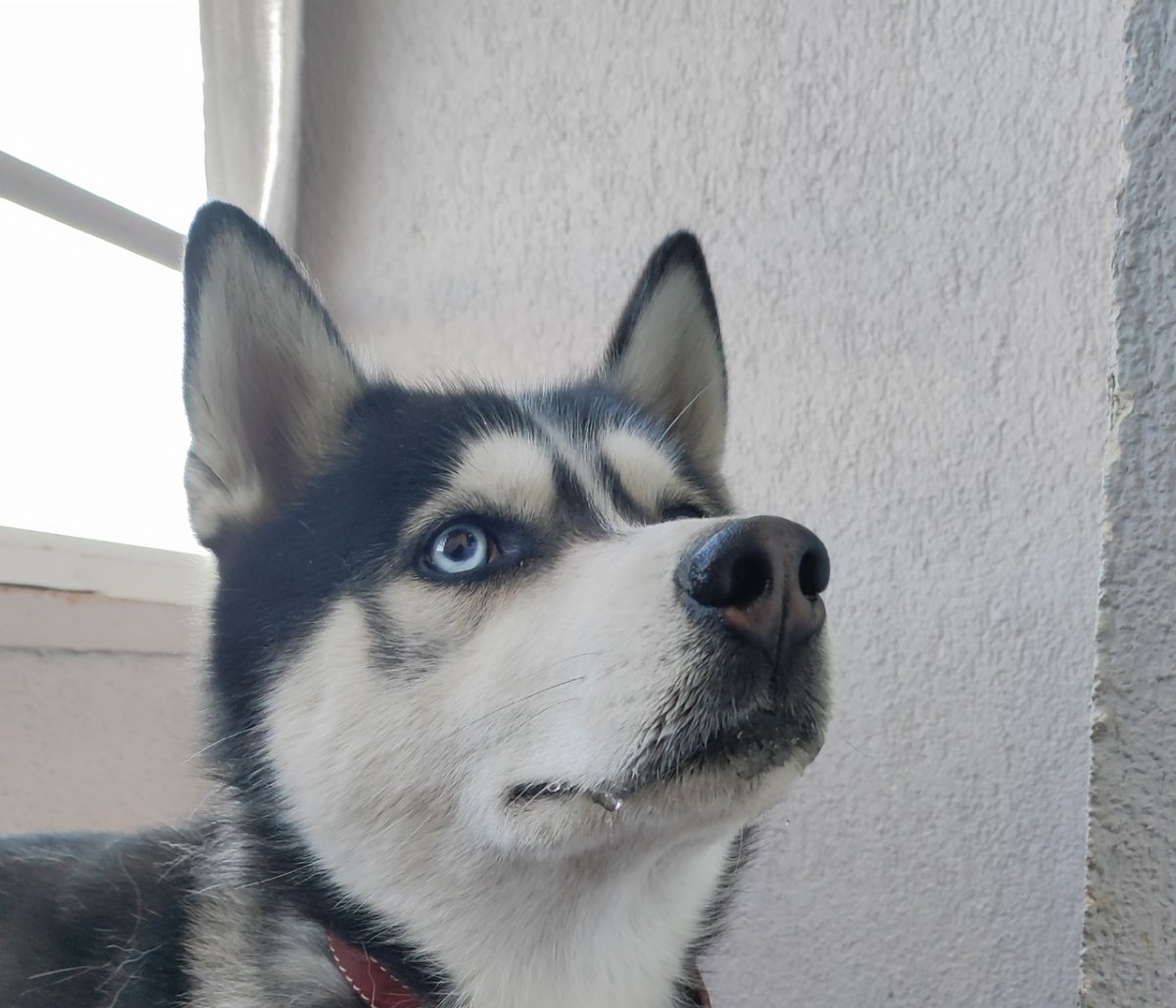 Западно Сибирская хаски