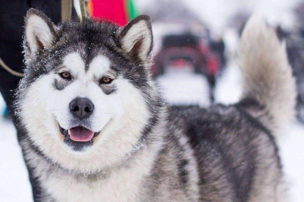 Сибирский хаски рыжий