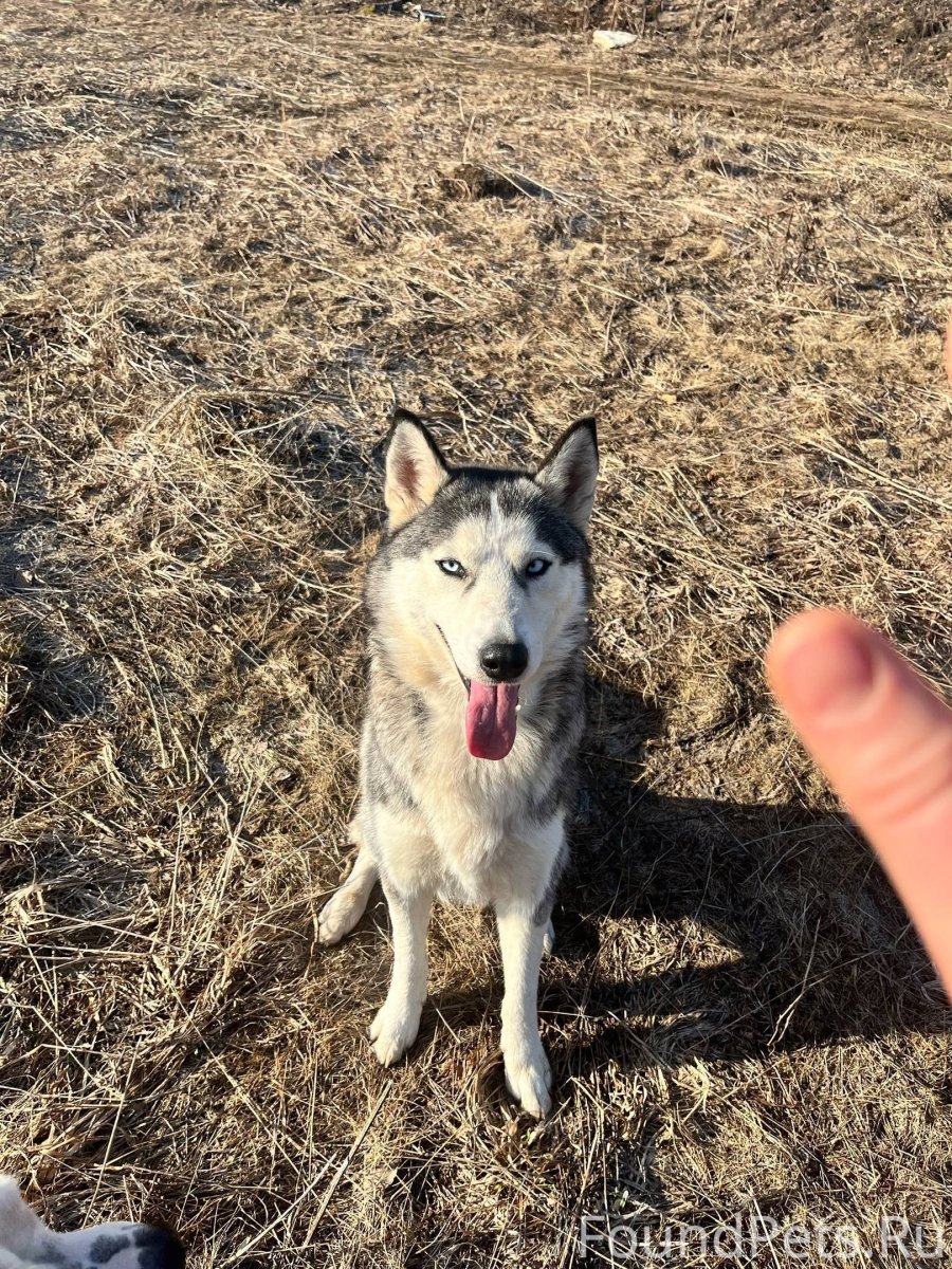 Аляскинский маламут породы собак